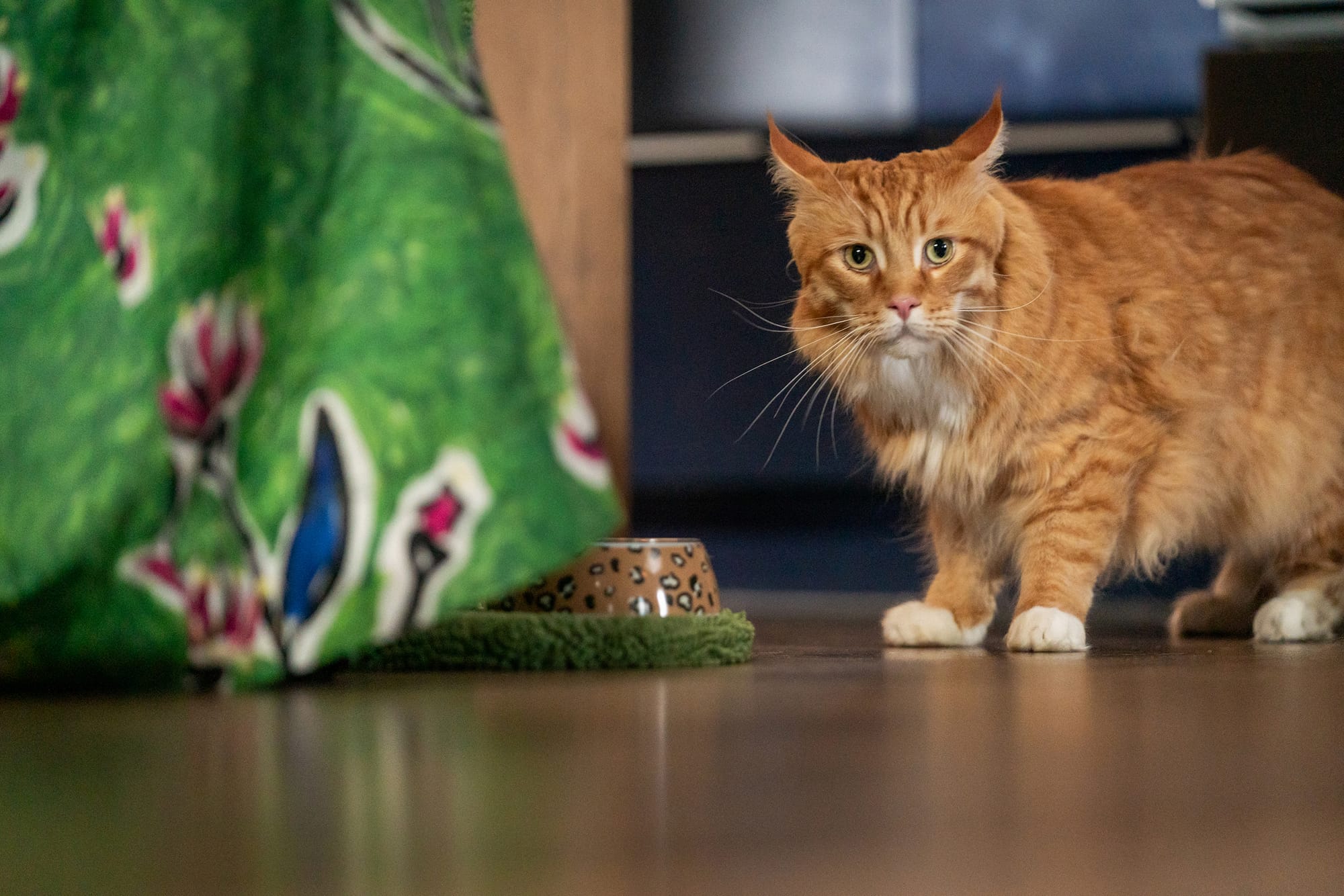 Zeppelin as Chowder the Cat in 'My Life Is Murder' Season 4