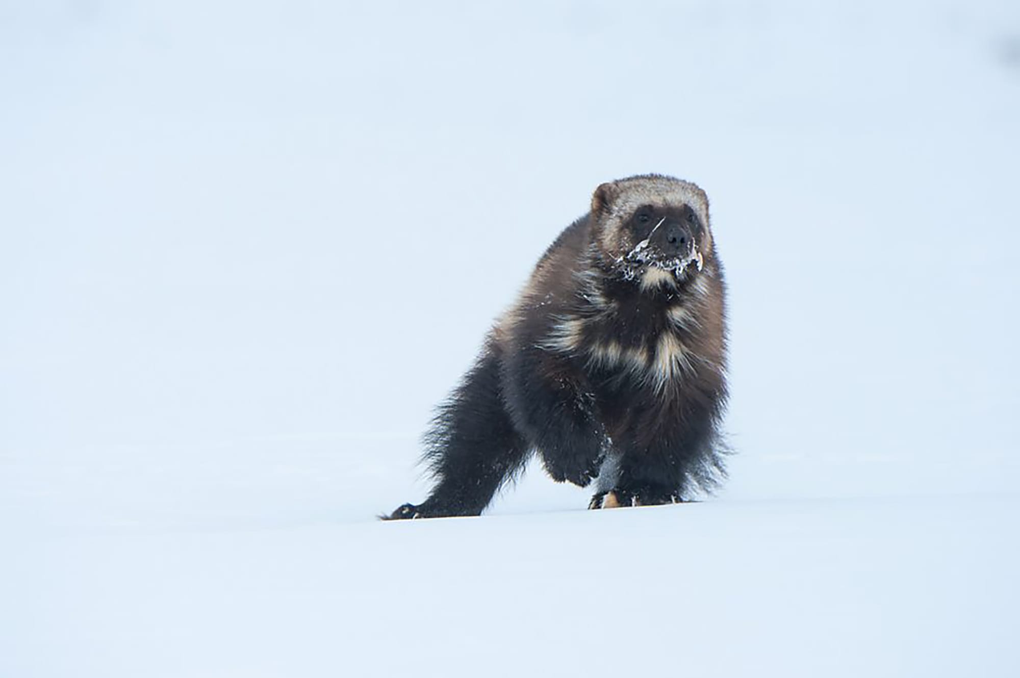 A wolverine, looking nothing like Hugh Jackman, mid-stride while traveling over the tundra of northern Alaska