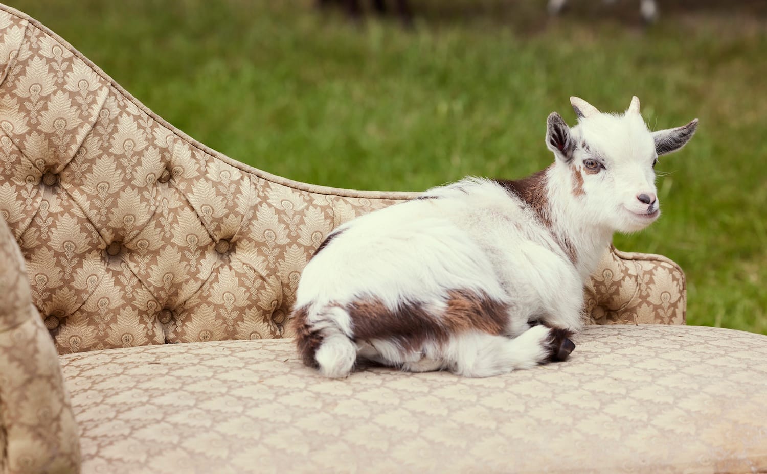 Telly Visions and a goat on a chaise longue wish you a happy 2025