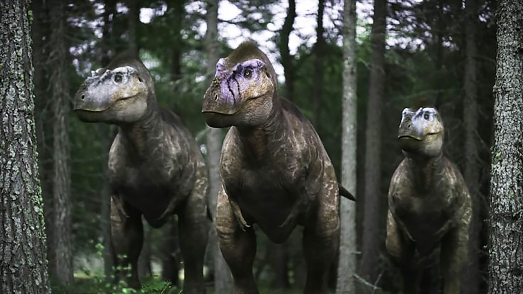 An Albertosaurus Trio in 'Walking With Dinosaurs'