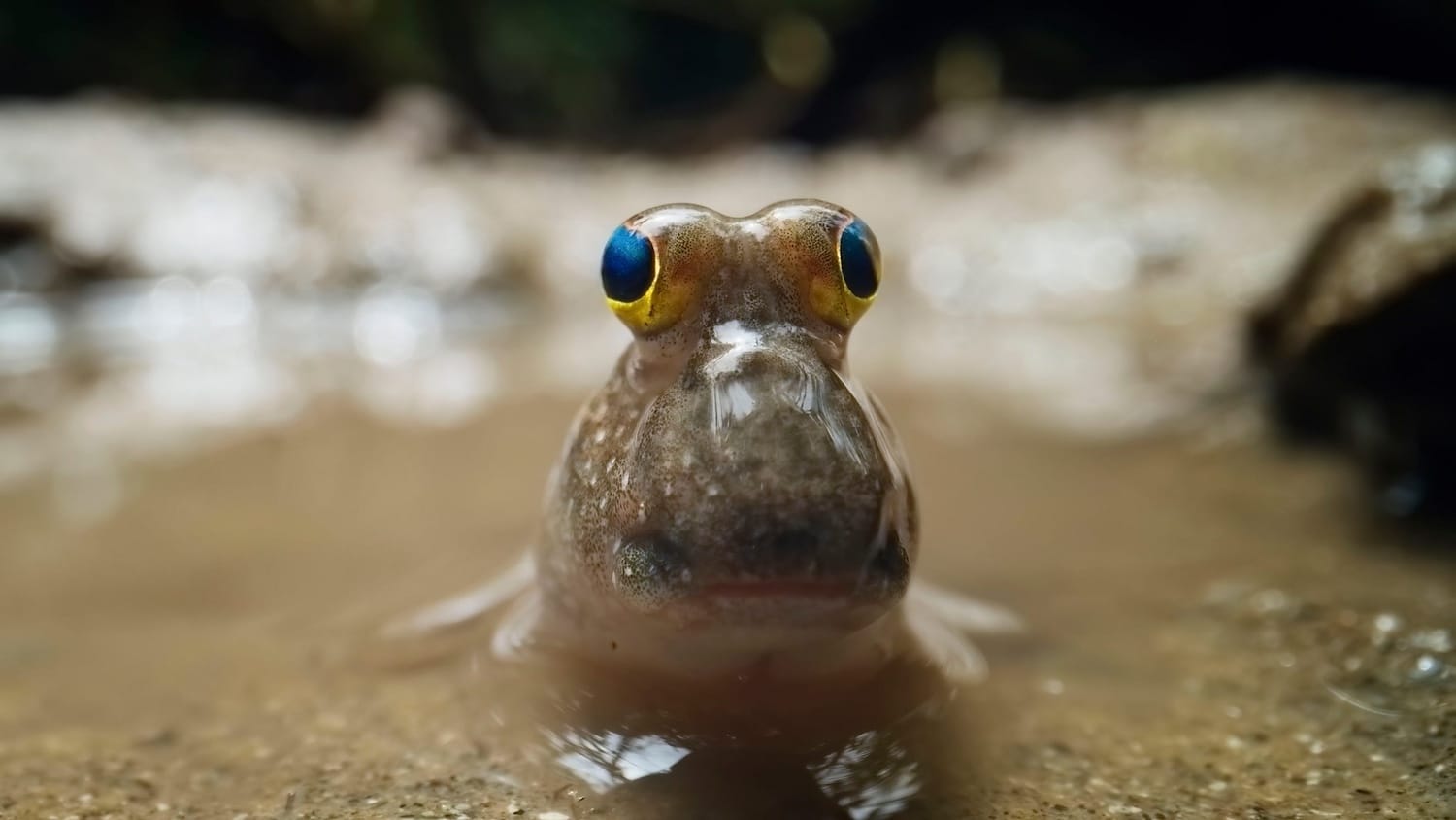 A dusky-gilled mudskipper (Periophthalmus variabilis) sits on mud in the mangroves of Eastern Java, Indonesia.