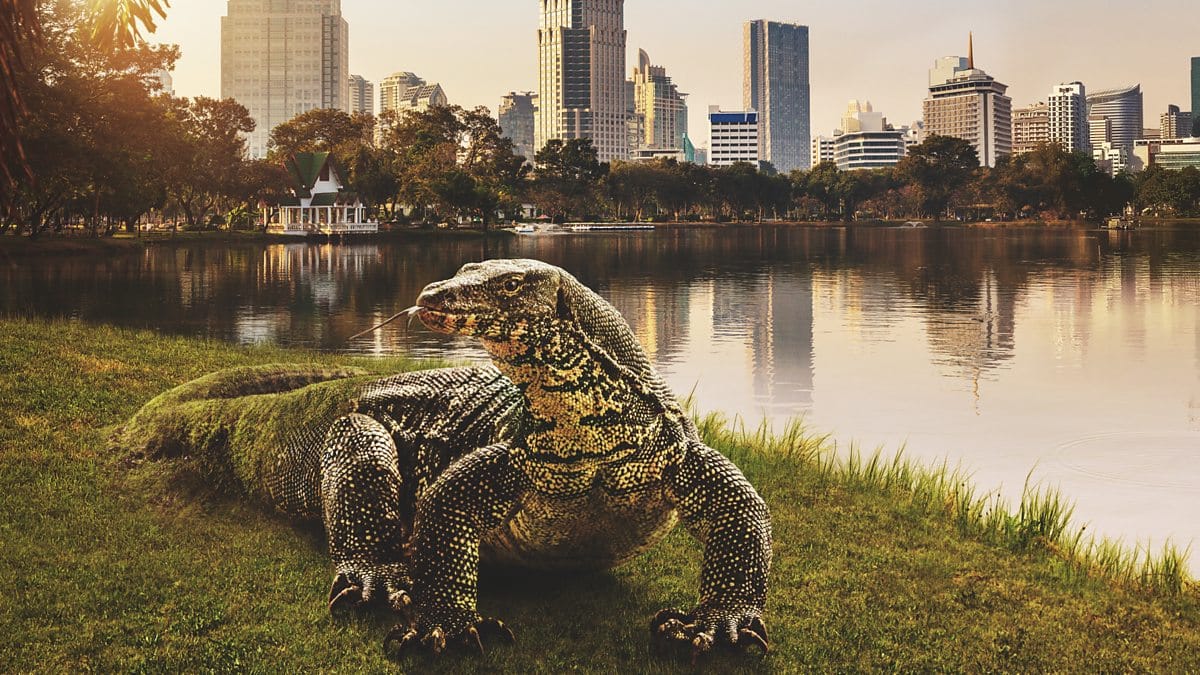 A water monitor in the heart of the city, Lumphini Park, Bangkok, Thailand.