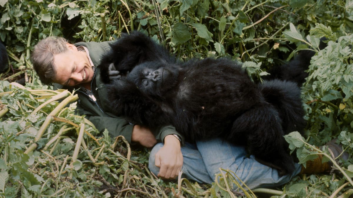 David Attenborough and baby gorilla Pablo