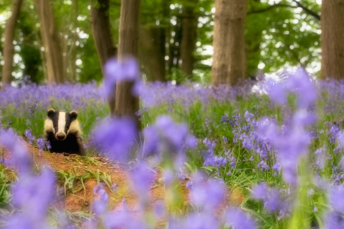 5 British Nature Specials For Earth Day