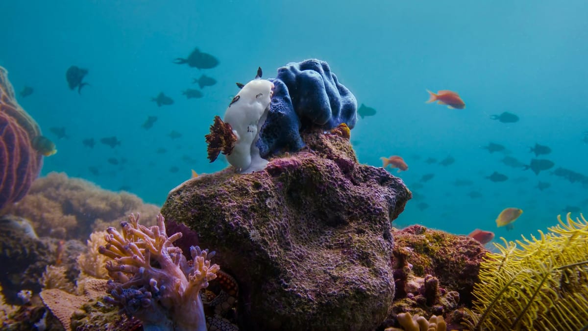 The 'Asia' Trailer Is So Soothing