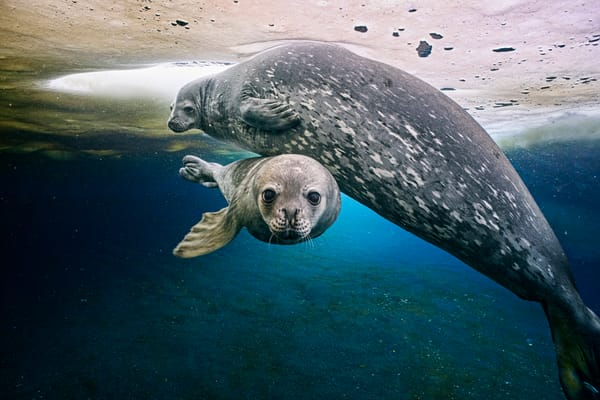 'Frozen Planet II' Arriving This Winter on BBC America