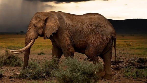 New BBC America Nature Series 'Chasing the Rains'